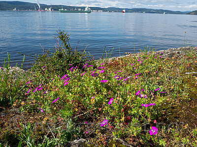 SR072019 (155) / Geranium sanguineum / Blodstorkenebb